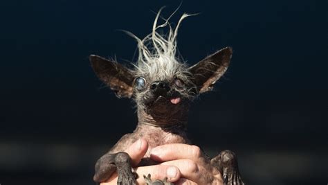 worlds ugliest dog     blind chihuahuachinese crested mix