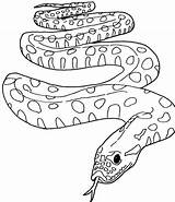 Anaconda Snake Drawing Green Pages Getdrawings Coloring sketch template