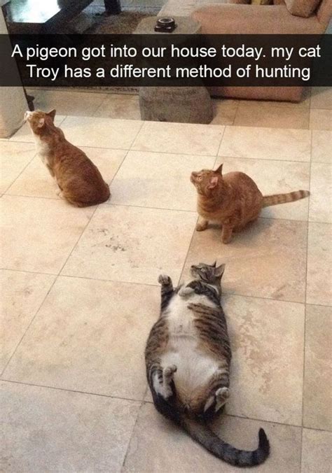 fat cat meme funny fat cat pictures with quotes