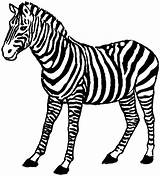 Zebra Coloring Pages Animals Standing sketch template