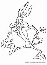 Coyote Looney Tunes Moody Judy Wile Drawings sketch template