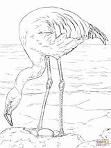 Flamingo Coloring Drawing Pages Template Pink Printable Chilean Head Flamingos Getdrawings Simple sketch template