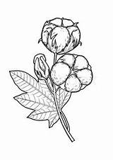 Cotton Plant Drawing Getdrawings sketch template