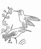 Hummingbird Coloring Printable Traceable Flower Hummingbirds Bird Template Simple Clipart Popular Library Getcolorings sketch template