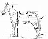 Parts Horse Body Coloring Printable Blank Worksheet Template sketch template