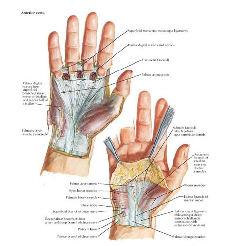 wrist  hand superficial palmar dissections anatomy thenar muscles