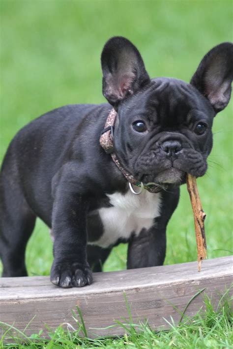 frenchie love images  pinterest french bulldog pups