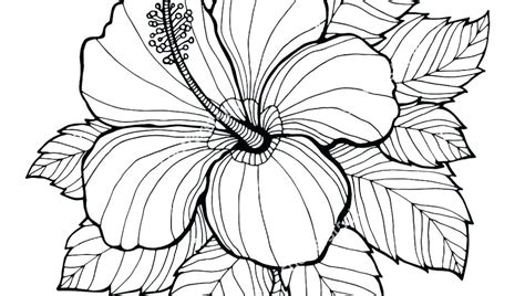 christmas flowers drawing    clipartmag