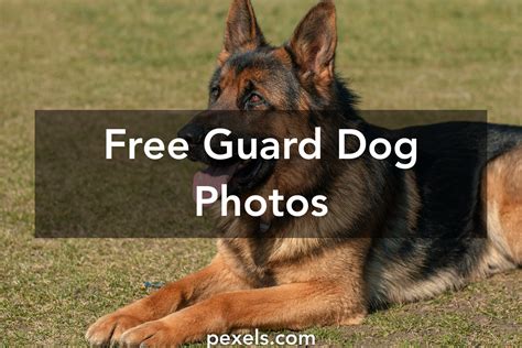 beautiful guard dog  pexels  stock