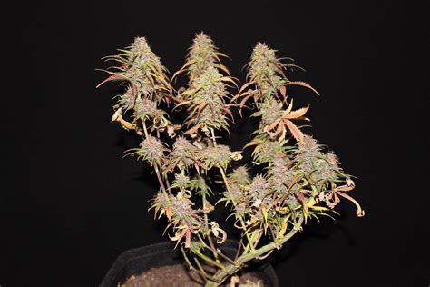 royal queen seeds purple queen automatic grow diary journal harvest