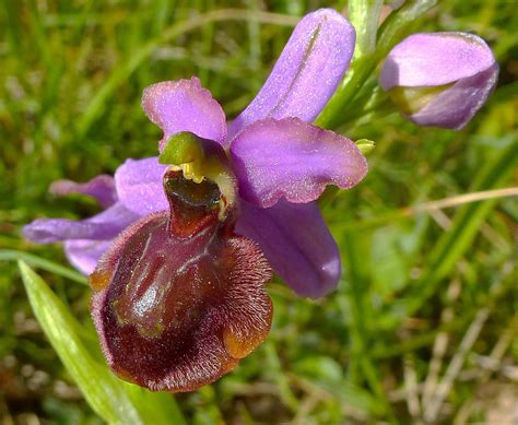 ophrys aveyronensis photo  image nature fleurs orchidees images