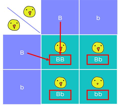 Punnett Squares — Examples And Diagrams Expii