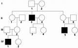 Pedigree Pedigrees Chart Genetics Recessive Linked Inheritance sketch template