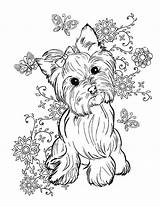 Yorkie Coloring Pages Yorkshire Terrier Getcolorings Printable Color Getdrawings Print sketch template