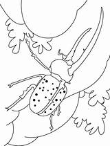 Beetle Kolorowanki Druku sketch template