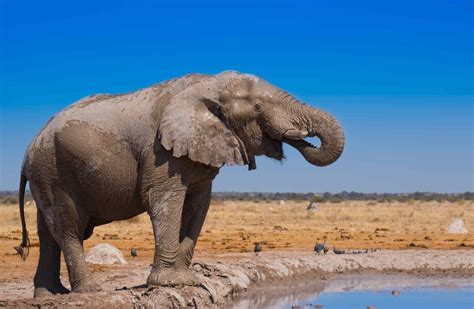 African Elephant Facts