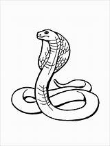 Cobra Coloring Pages Print Coloringbay sketch template