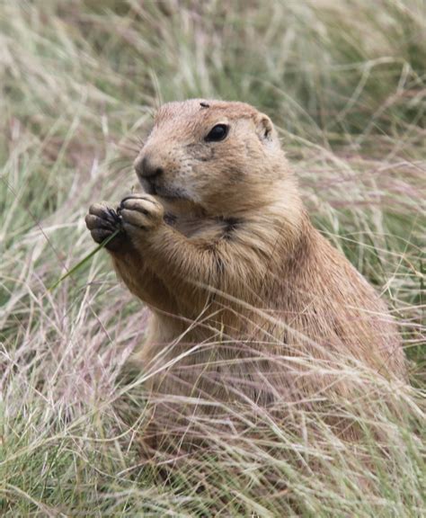 kalamazoo seasons prairie dog