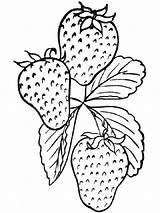 Strawberry Coloring Pages Berries Print Color Recommended sketch template