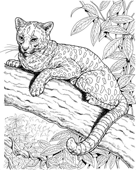 realistic jaguar coloring pages  adults coloringbay