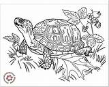 Turtles Pdf sketch template