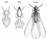 Termite Termites Subterranean Formosan Eastern Castes Biology Workers Drawing Worker Soldier Swarmers Types Extension Swarmer Colonies Reproductive Winged Soldiers Known sketch template