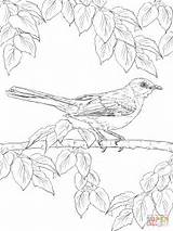 Pages Mockingbird Bird Supercoloring sketch template