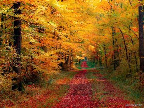 fall scenes wallpaper and screensavers download autumn leaf fall wallpaper in 640x480