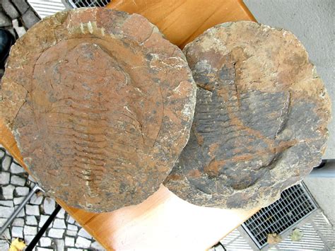 riesiger trilobit fossil abdruck paradoxides kambrium