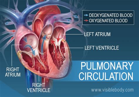 pulmonary systemic circulation circulatory anatomy