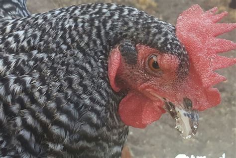 growth  eye  backyard chickens learn   raise chickens