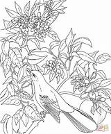 Coloring Pages Flowers Flower Birds Bird Adults Mockingbird State Printable Florida Blossom Orange Adult Drawing Hard Colouring Books Kids Para sketch template