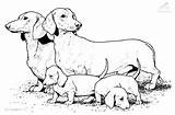 Coloring Dog Pages Puppy Realistic Printable Colouring Sausage Wiener Print Color Dachshund Weiner Family Dogs Puppies Animals Colour Drawing Dachsunds sketch template