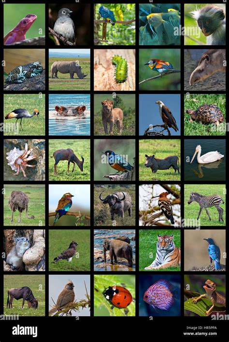 collage   set including   animals stock photo alamy