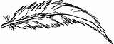 Feather Drawing Transparent Onlygfx Px 2791 1096 Resolution sketch template