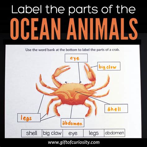 label  parts   ocean animals gift  curiosity