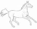 Horse Coloring Lineart Teke Akhal Artwork Search Google Coloringbay sketch template