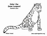 Leopard Coloring Snow Pages Baby Color Print Printable Kids Sheet Drawing Nature Educational Exploring Resource Getcolorings Getdrawings Anbu Animal Prints sketch template