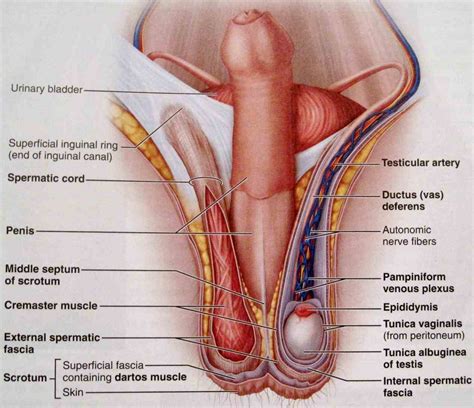 Anatomy Of Female Genital Organs