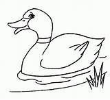 Bebek Canard Pato Patos Mewarnai Colorare Donald Anatre Ducks Hitam Putih Sketch Berenang Duckling Animais Anak Disegni Gratuit Borduurwerk Netart sketch template