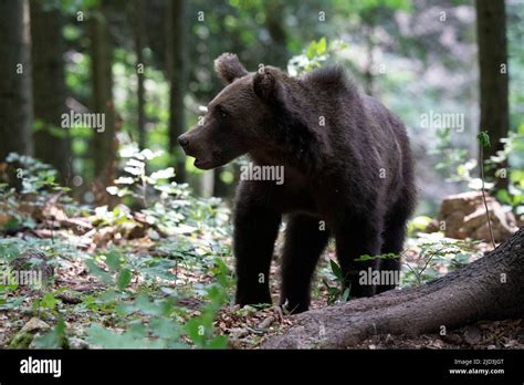european brown bear ursus arctos notranjska forest slovenia stock