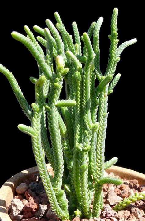 crassula muscosa cactus jungle