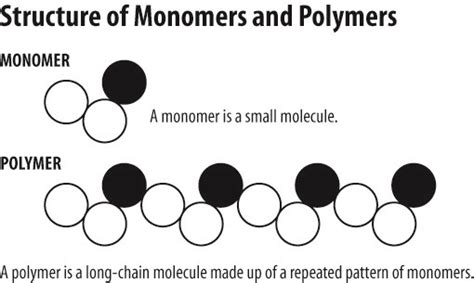 explain  difference  monomers  polymers