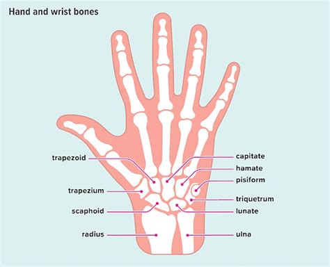 bones   wrist anatomy  wrist joint tissues  carpal bones
