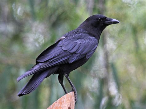 fileamerican crow sandiego rwdjpg wikimedia commons