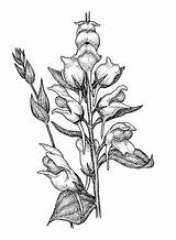 Snapdragon Drawing Flower Sketch Dalmatica Linaria Toadflax Drawings Flowers Coloring Paintingvalley Plant Copyright sketch template