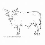 Bull Coloring Bucking Pages Color Drawing Bulls Cow Line Own Drawings Standing Print Printable Cattle Riding Colour Getcolorings Longhorn 500px sketch template