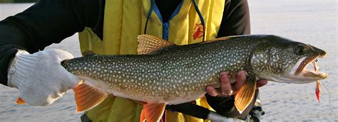 lake trout fishing  northern ontario canada