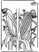 Coloring Corn Pages Plants Crop Clipart Funnycoloring Ohio Advertisement Library Template sketch template