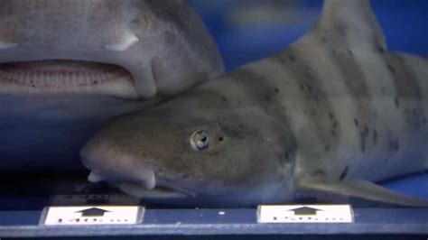 researchers sharks reproduced without mating